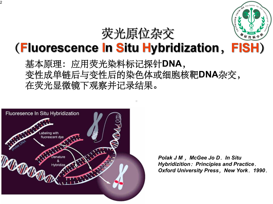 FISH技术在尿路上皮肿瘤诊断中的临床应课件.ppt_第2页