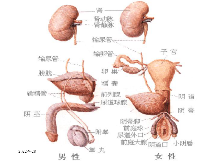 妇科疾病知识精选课件.ppt_第3页