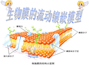 生物膜流动镶嵌模型74811课件.ppt