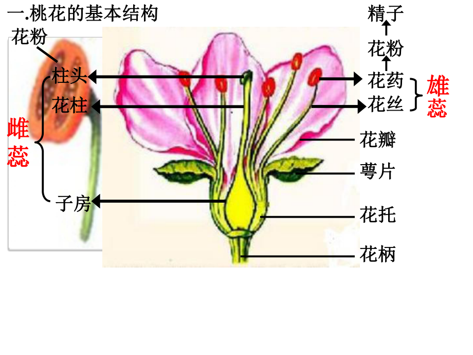 人教版生物七上323《开花和结果》课件.pptx_第2页