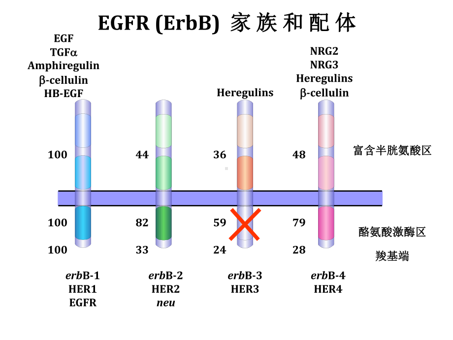 爱必妥作用机制及不良反应处理课件.ppt_第2页