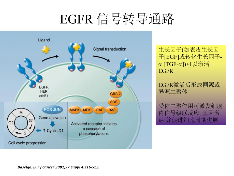 爱必妥作用机制及不良反应处理课件.ppt_第3页