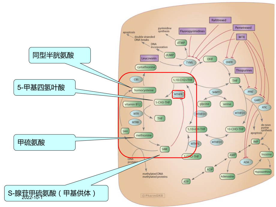 mthfr基因检测与叶酸代谢产科方向课件.ppt_第2页