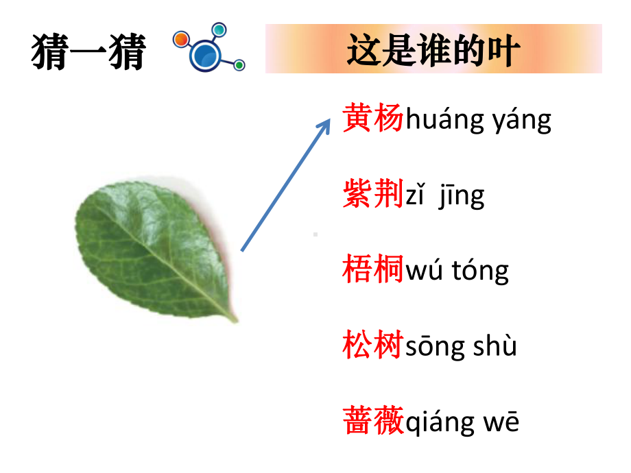 小学一年级科学这是谁的叶课件.ppt_第2页