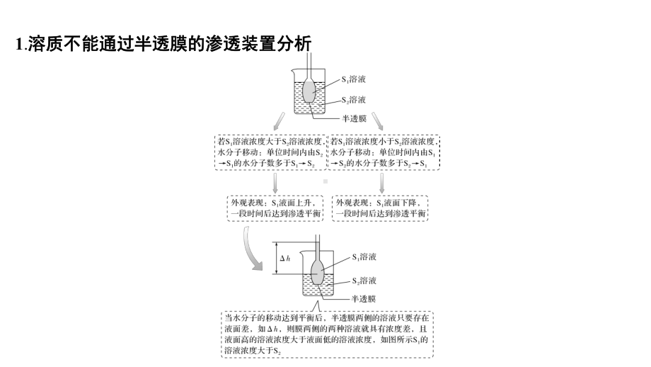 微专题2深度分析渗透作用装置图2022年新高考生物一轮总复习课件.pptx_第2页