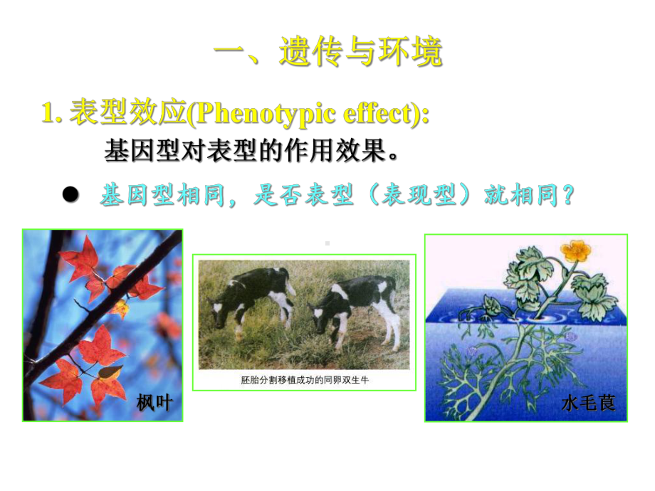 基因的作用及其与环境的关系张飞雄版课件.ppt_第3页