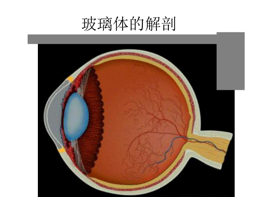 玻璃体视网膜手术应用解剖学课件.ppt_第3页