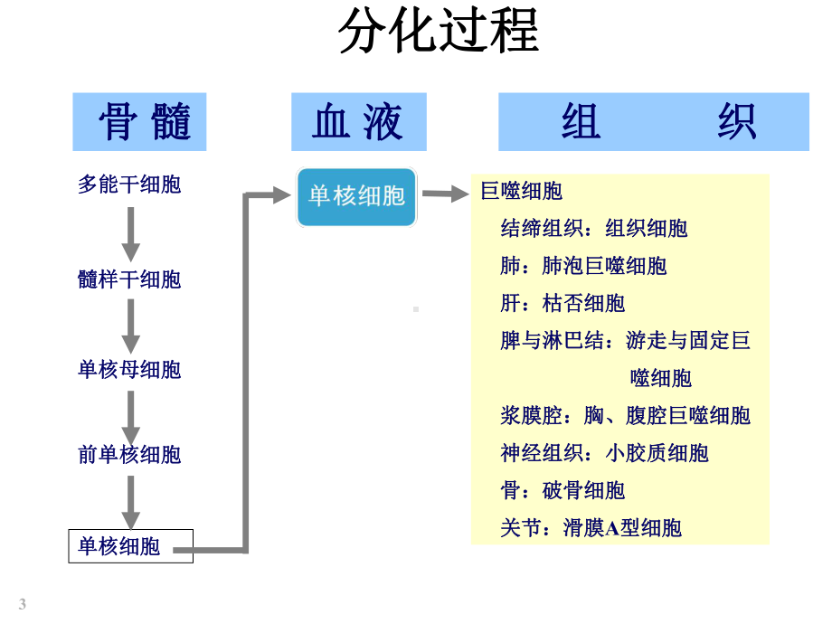 巨噬细胞多样性促进肿瘤发展和转移课件.ppt_第3页