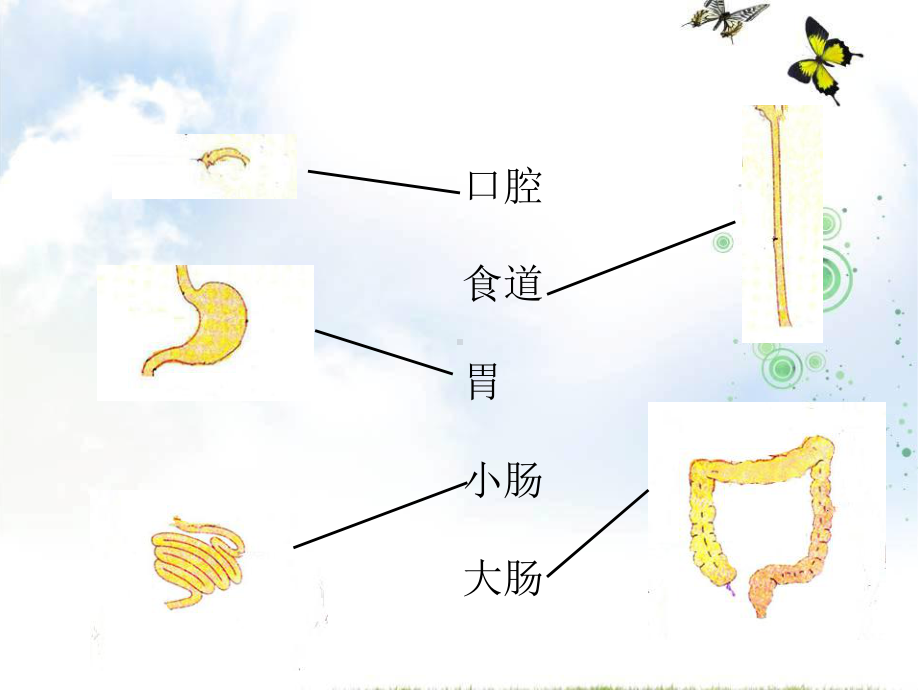 四年级上册科学食物在体内的旅行教科版(15)课件.ppt_第3页