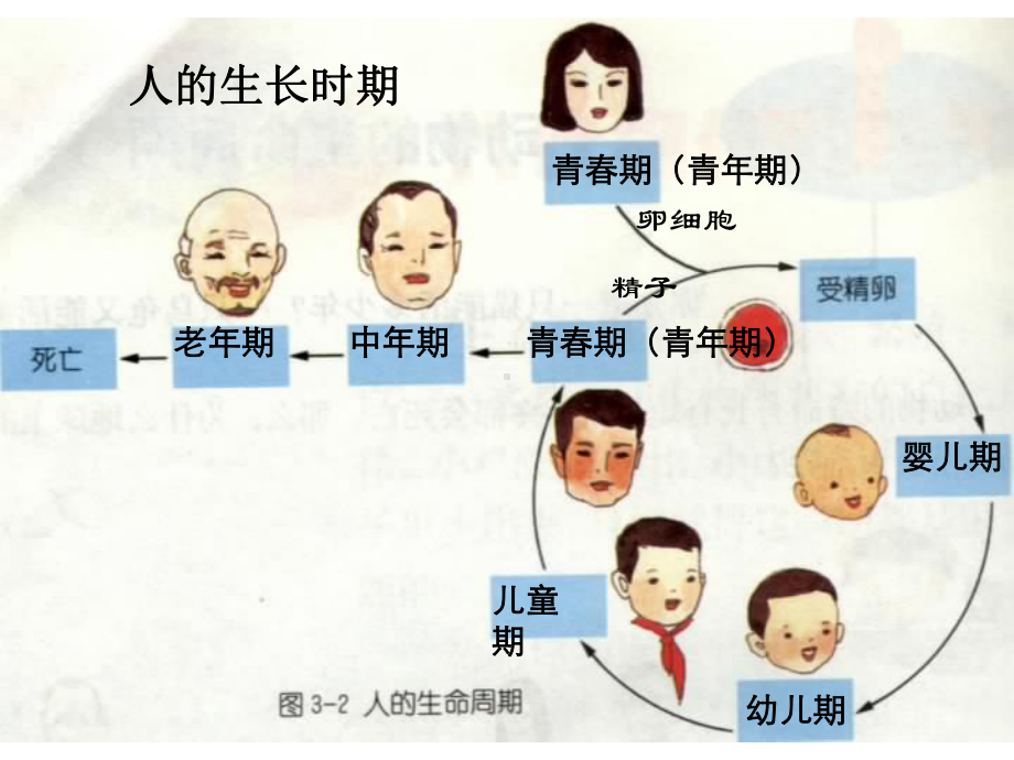 浙教版科学动物的生长时期课件.ppt_第1页