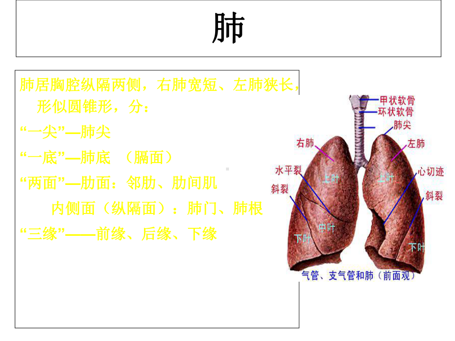 呼吸系统解剖与影像医学课件.ppt_第3页