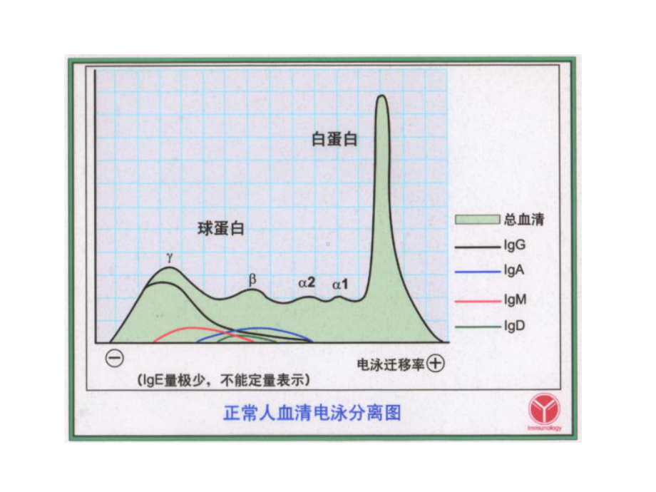 免疫球蛋白的结构二、免疫球蛋白的异质性三、免疫球蛋白的功能四、各类免疫球蛋白的特性与功能五、人工课件.ppt_第3页