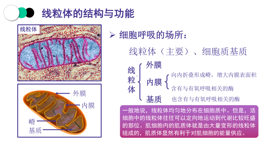 必修一第五章第三节细胞呼吸2课件.pptx_第3页