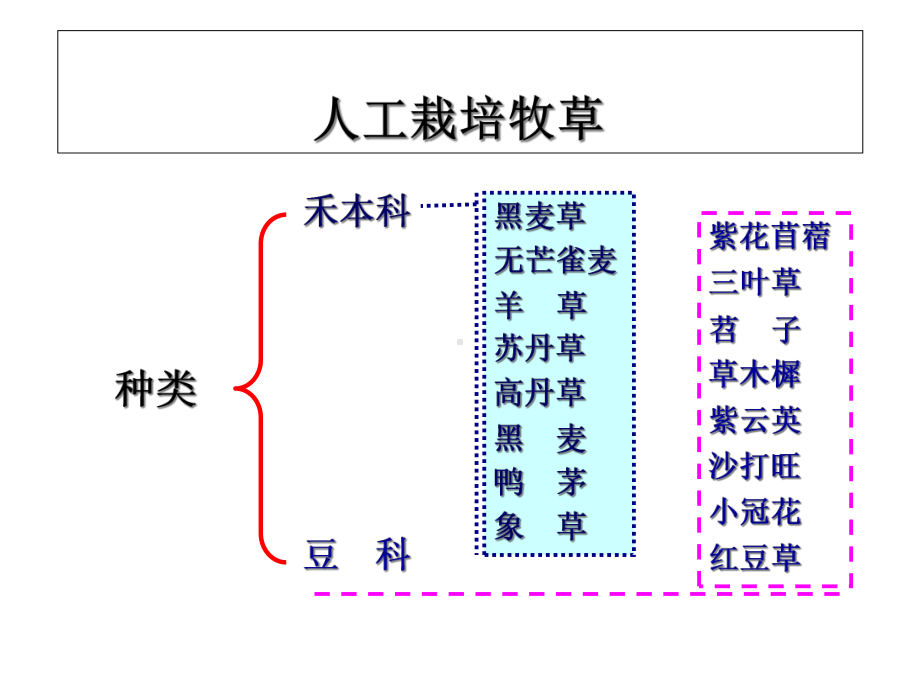 常见栽培牧草课件.ppt_第1页