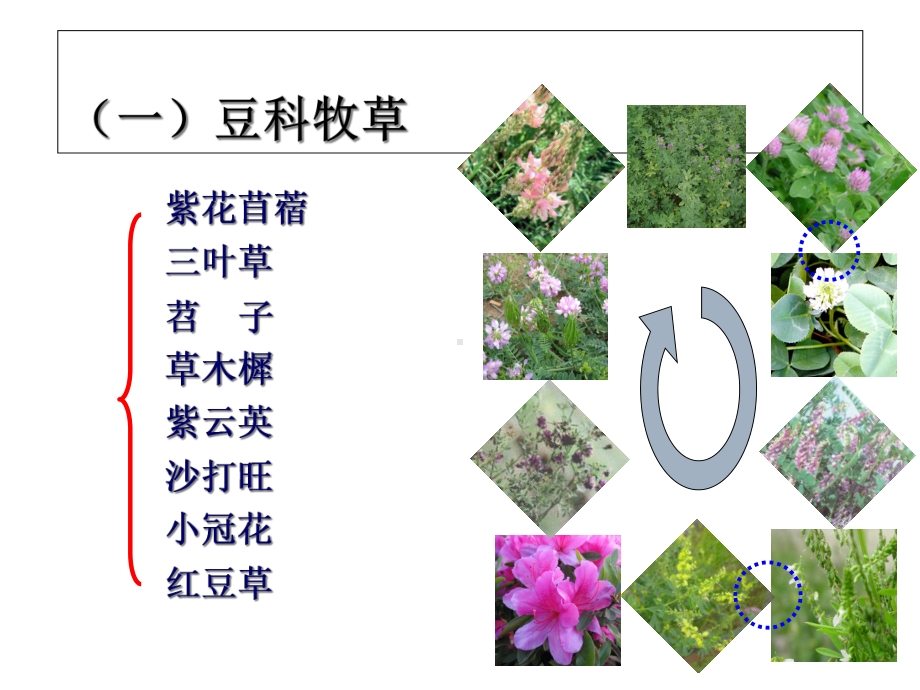 常见栽培牧草课件.ppt_第2页