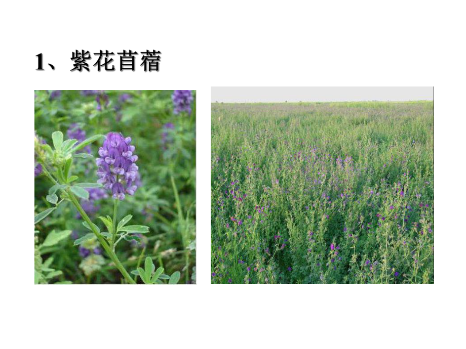 常见栽培牧草课件.ppt_第3页