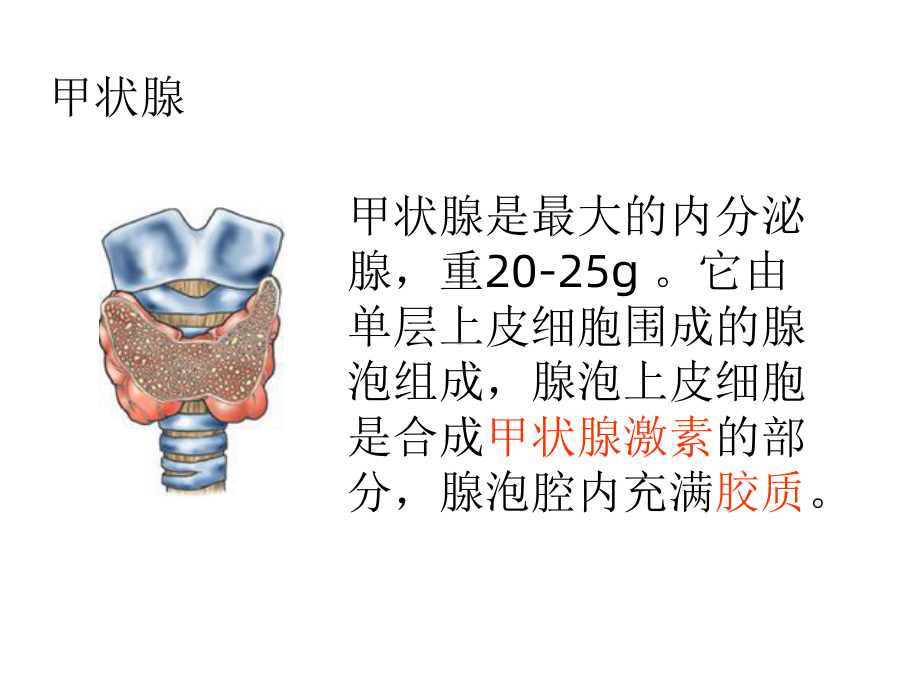 甲状腺激素的生理作用与甲状腺功能的调控课件.ppt_第2页