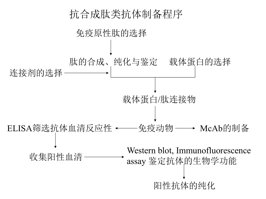 多肽抗原的设计与抗体制备第二版课件.ppt_第3页