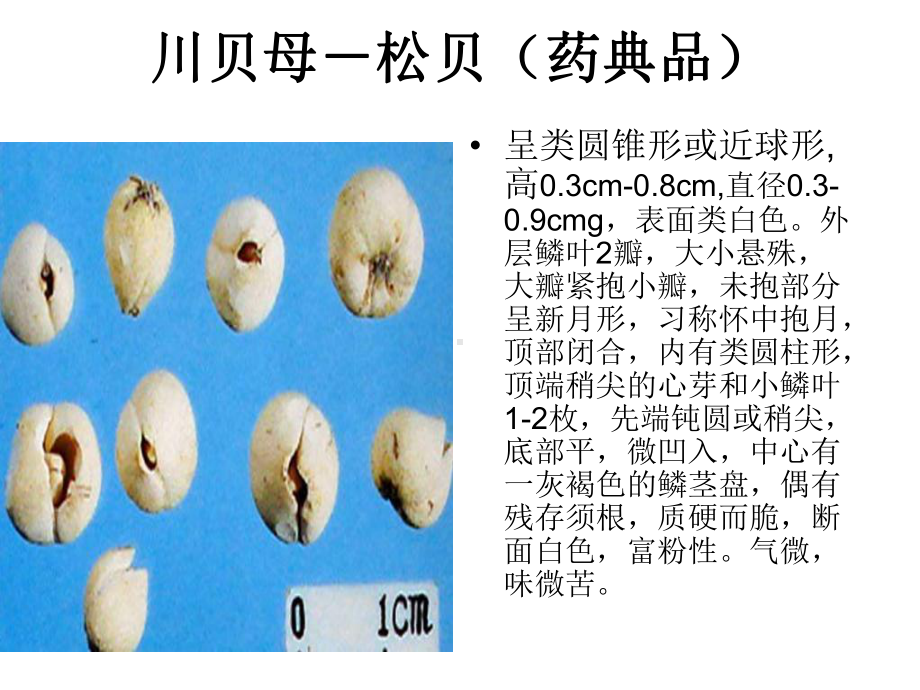 川贝母幻灯片精选课件.ppt_第3页