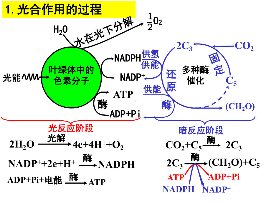 生物光合作用的原理和应用新人教必修版课件.pptx_第1页