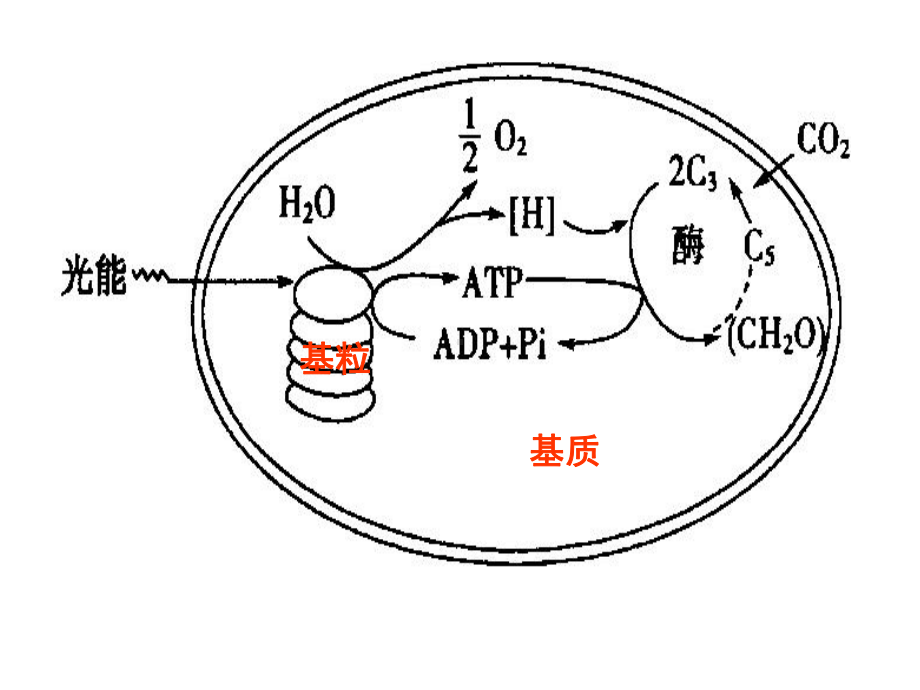 生物光合作用的原理和应用新人教必修版课件.pptx_第2页