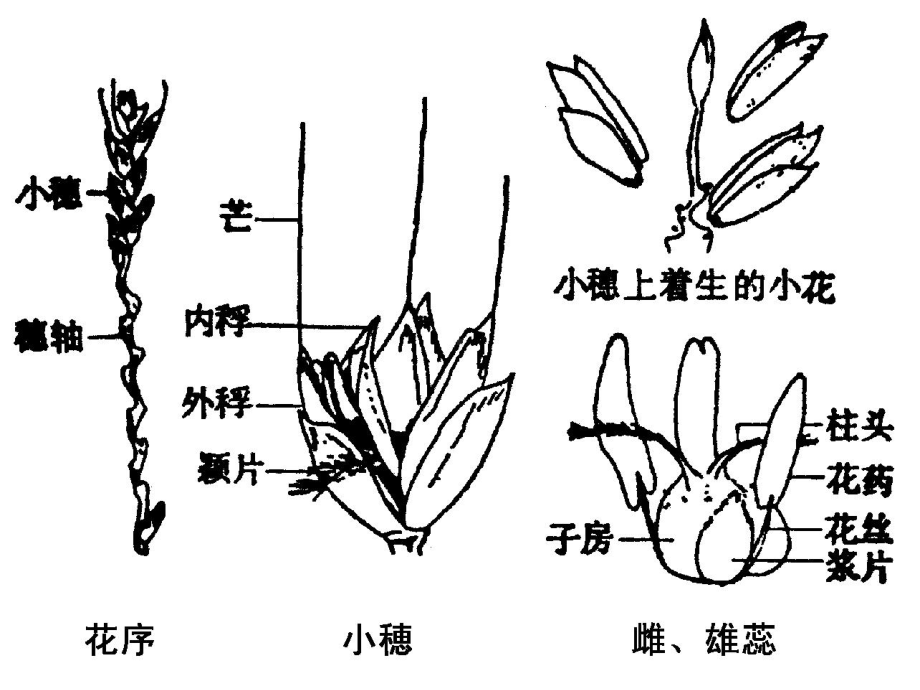 实验5小麦杂交育种技术课件.ppt_第3页