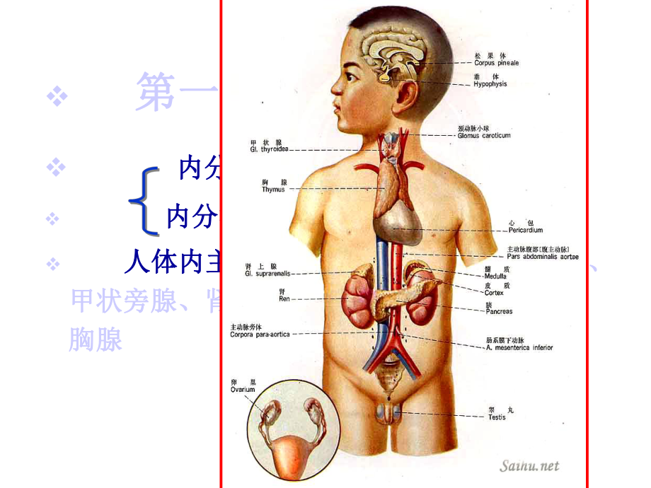 生理学第八章内分泌精选课件.ppt_第3页