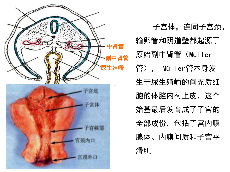 子宫内膜病理子宫内膜病理813医学课件.ppt_第2页