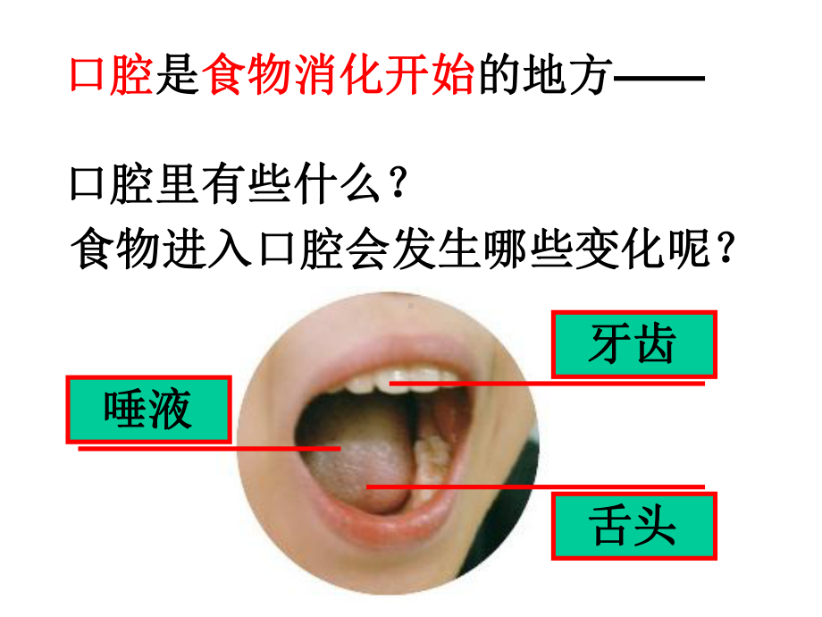 四年级上册科学食物在口腔里的变化教科版课件6.ppt_第2页