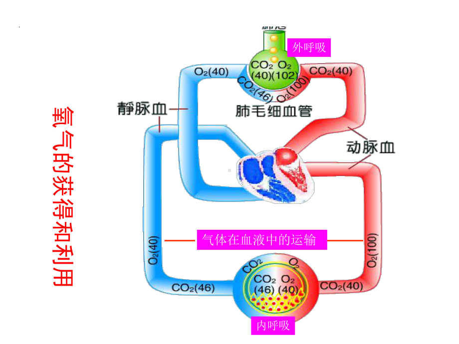 疾病学基础第九章缺氧课件.ppt_第2页