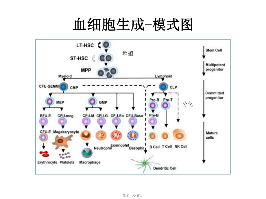 巨幼红细胞贫血临床医学八制(共42张)课件.pptx_第3页