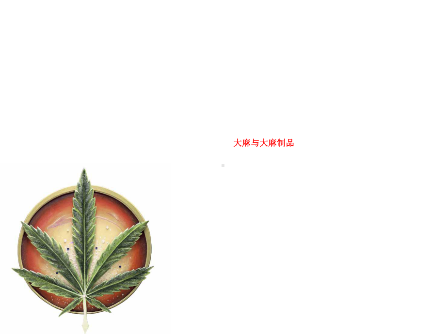 大麻及大麻制品课件.ppt_第1页