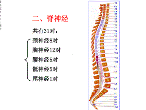 对脊神经走形与支配课件.ppt