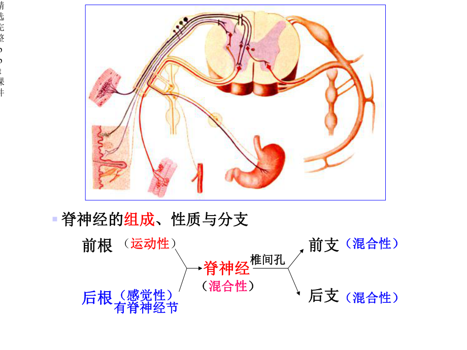 对脊神经走形与支配课件.ppt_第2页