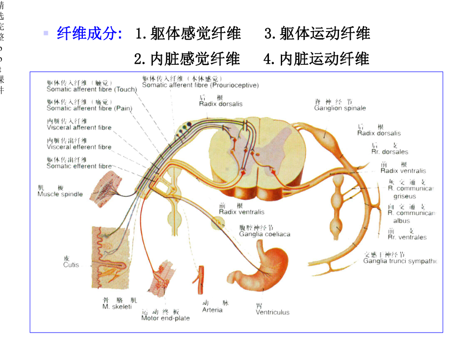 对脊神经走形与支配课件.ppt_第3页