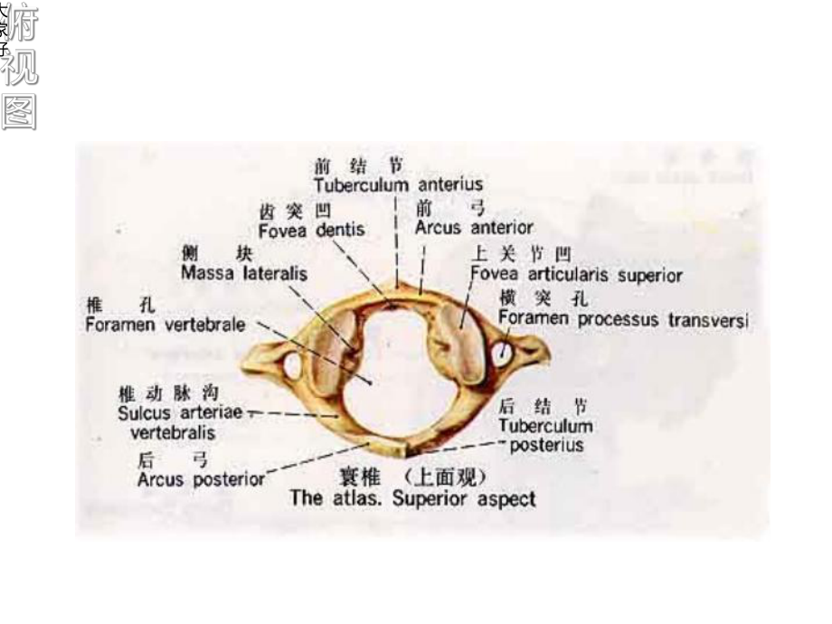 寰椎解剖学部位课件.ppt_第3页