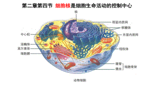 (新教材)细胞核是细胞生命活动的控制中心(公开课)课件.ppt