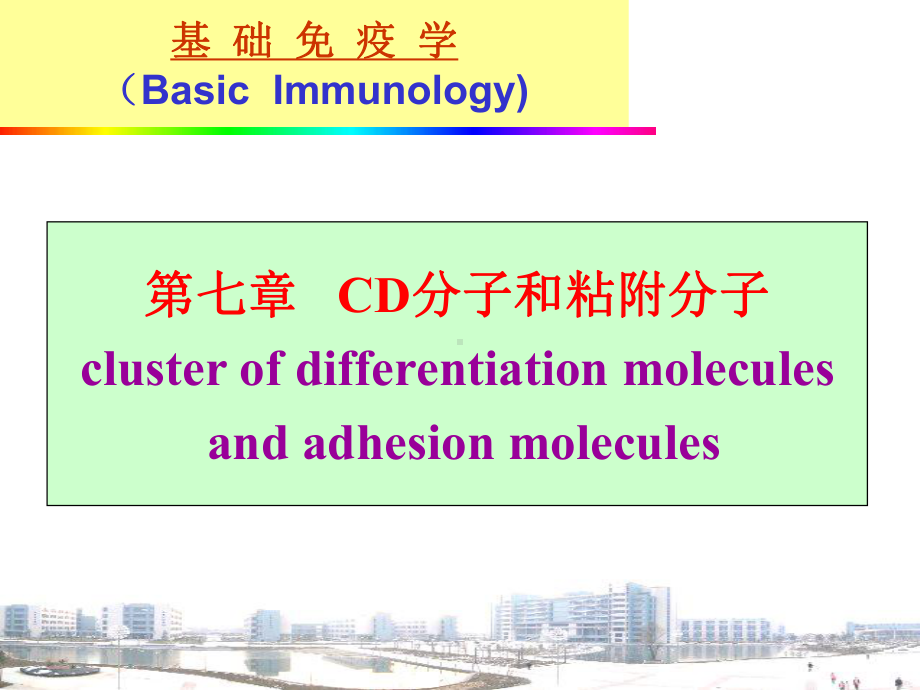 ChCD分子和粘附分子课件.pptx_第3页