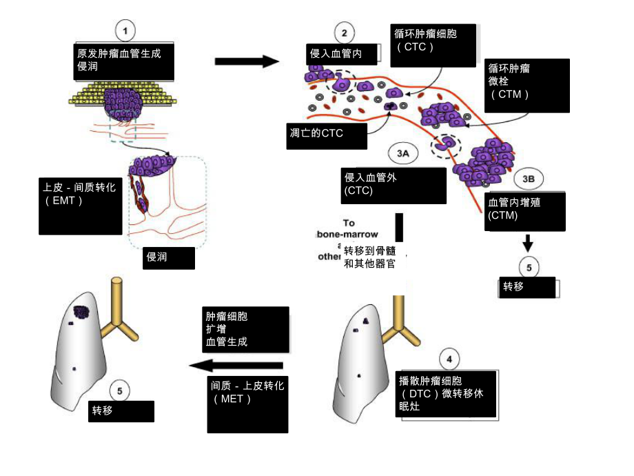 循环肿瘤细胞CTC检测课件.ppt_第3页