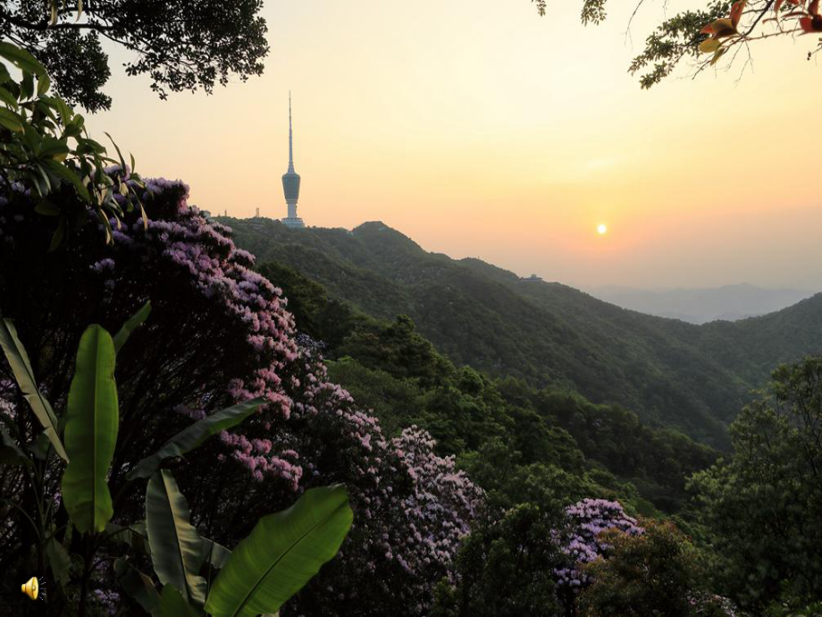 岭南版七年级下册美术：5花卉与纹样课件1.ppt_第2页