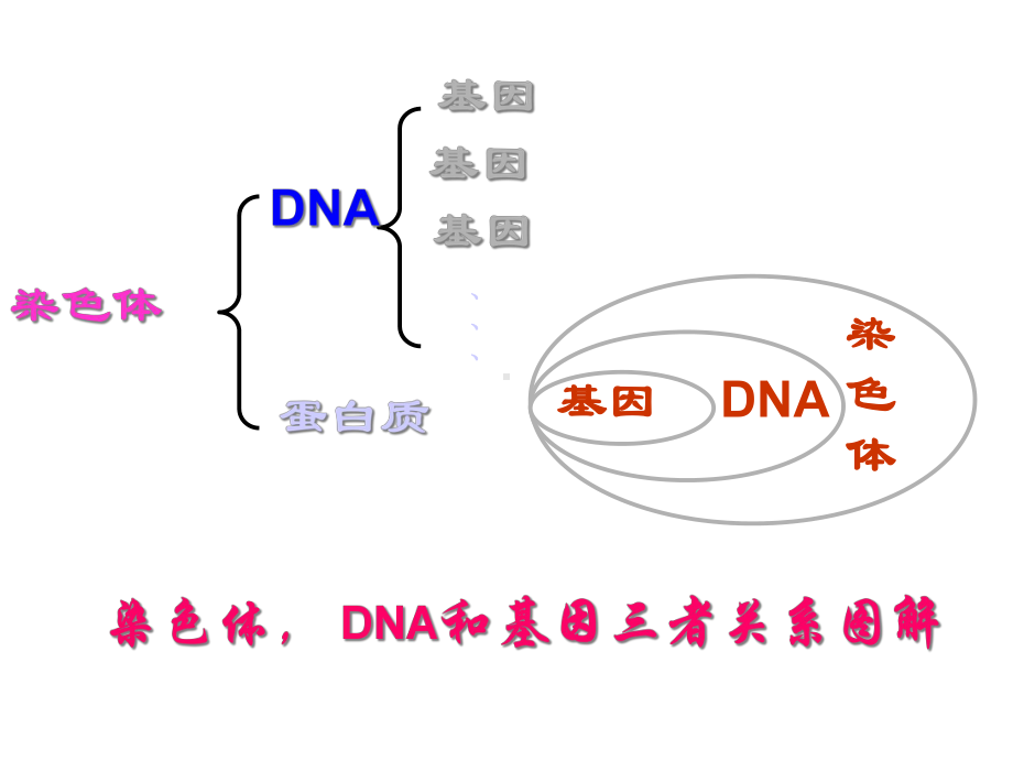 鲁科版五四制生物八下第三节基因在亲子代间的传递课件.ppt_第2页