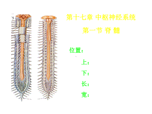 《人体解剖学》课件-中枢神经系统(人卫版).ppt