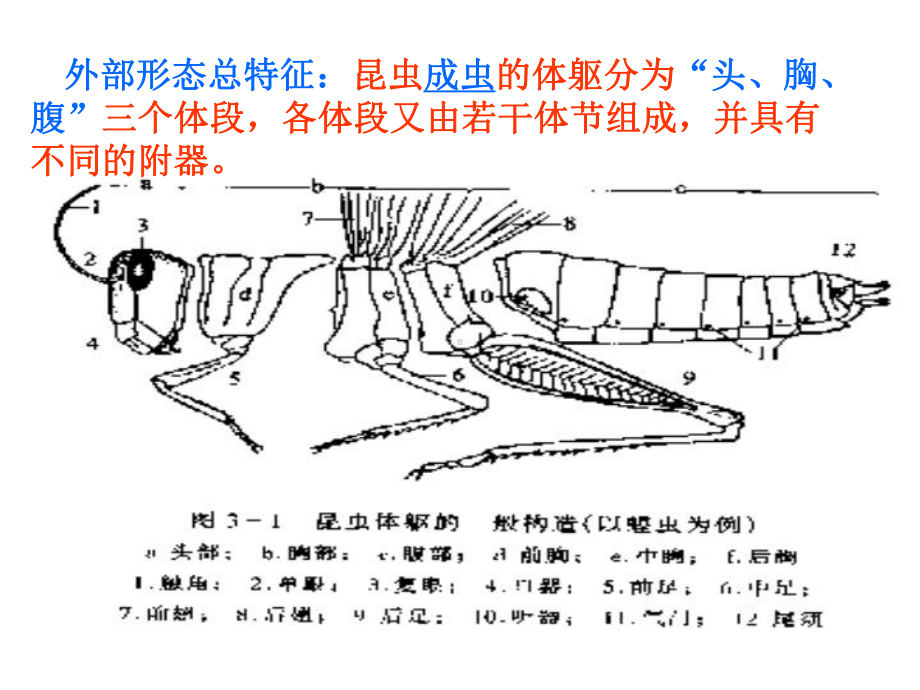 第一章第一节昆虫的外部形态(头部)课件.ppt_第2页