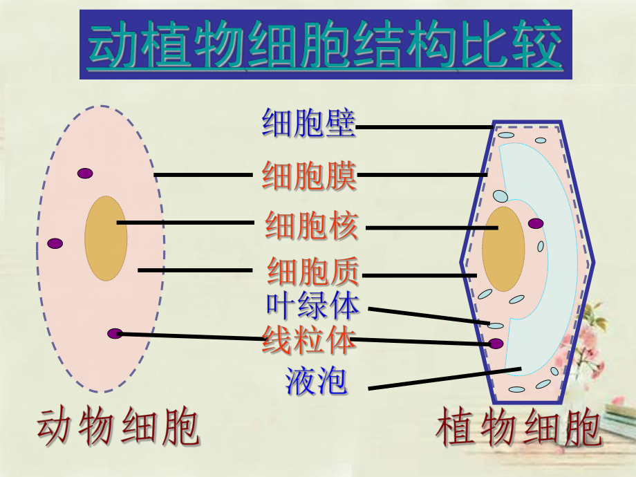 鲁科版生物六年级上册221《细胞的生活》课件.ppt_第2页