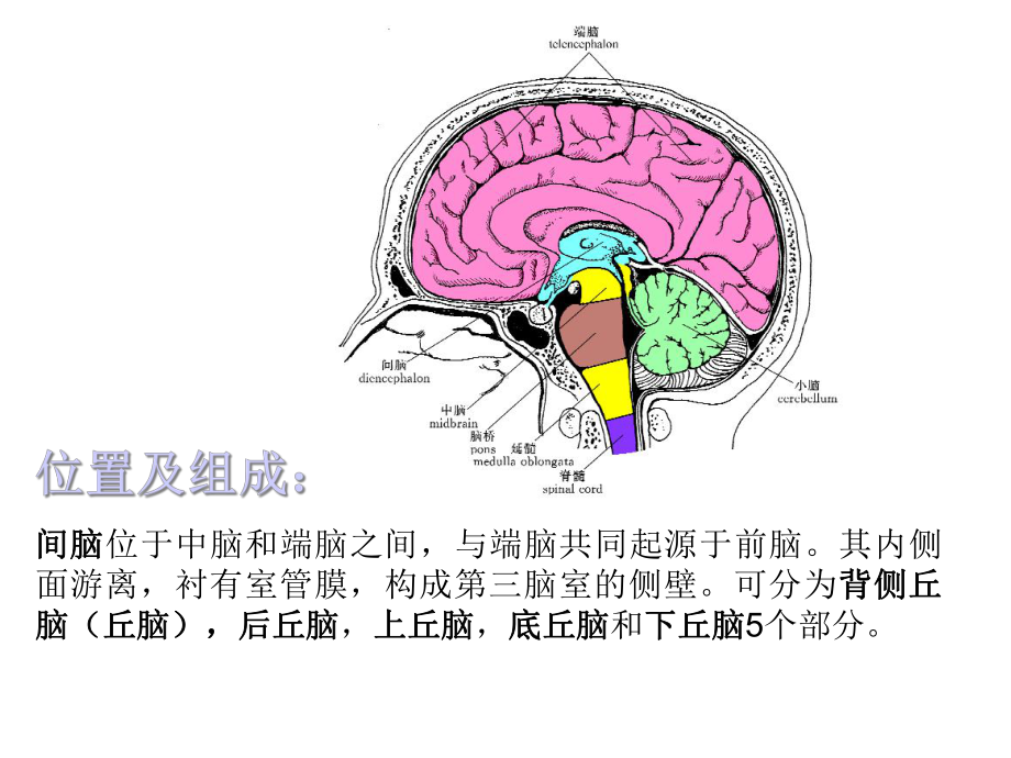 丘脑结构及功能副本课件.ppt_第2页