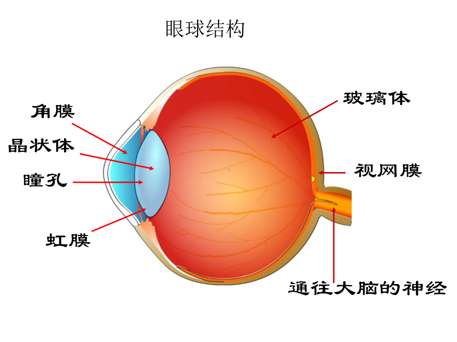 《珍爱眼睛保护视力》(完美版)课件.pptx_第3页