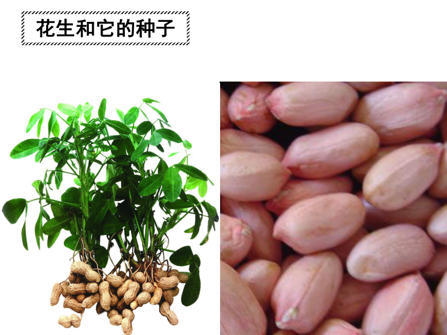 鲁科版生物留下313种子植物课件(共53张).pptx_第3页