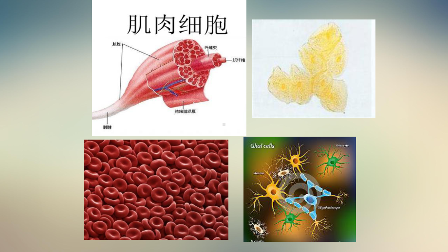 鲁教版五四制六年级生物上第二单元第三章第二节动物体的结构层次教学课件共21张.ppt_第2页