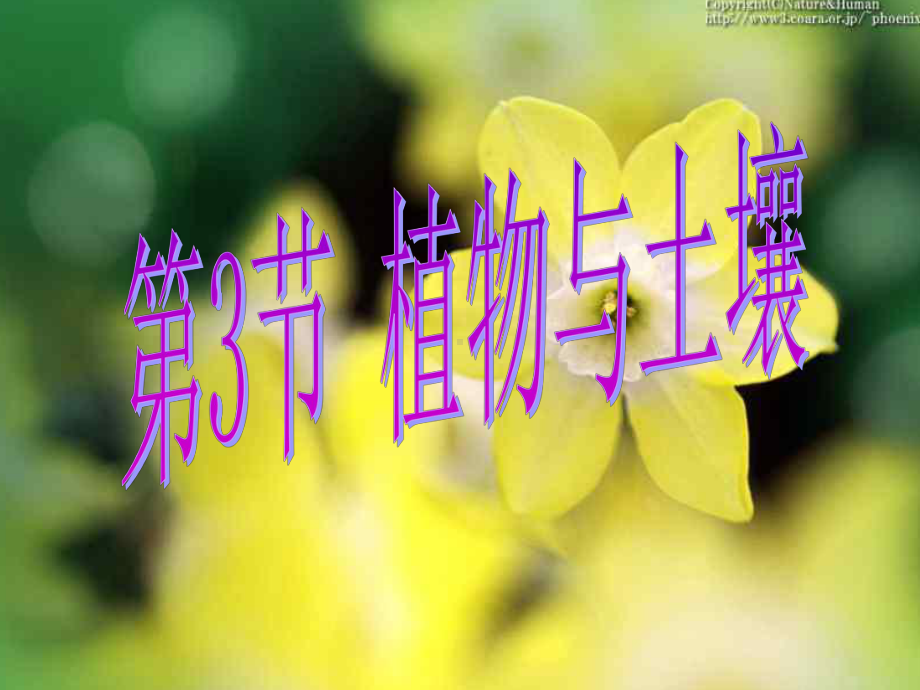 第3节植物与土壤浙教版课件.ppt_第1页