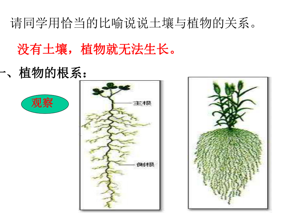 第3节植物与土壤浙教版课件.ppt_第2页